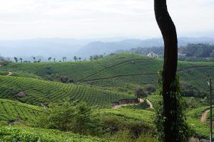 Tea fields in Munnar, India